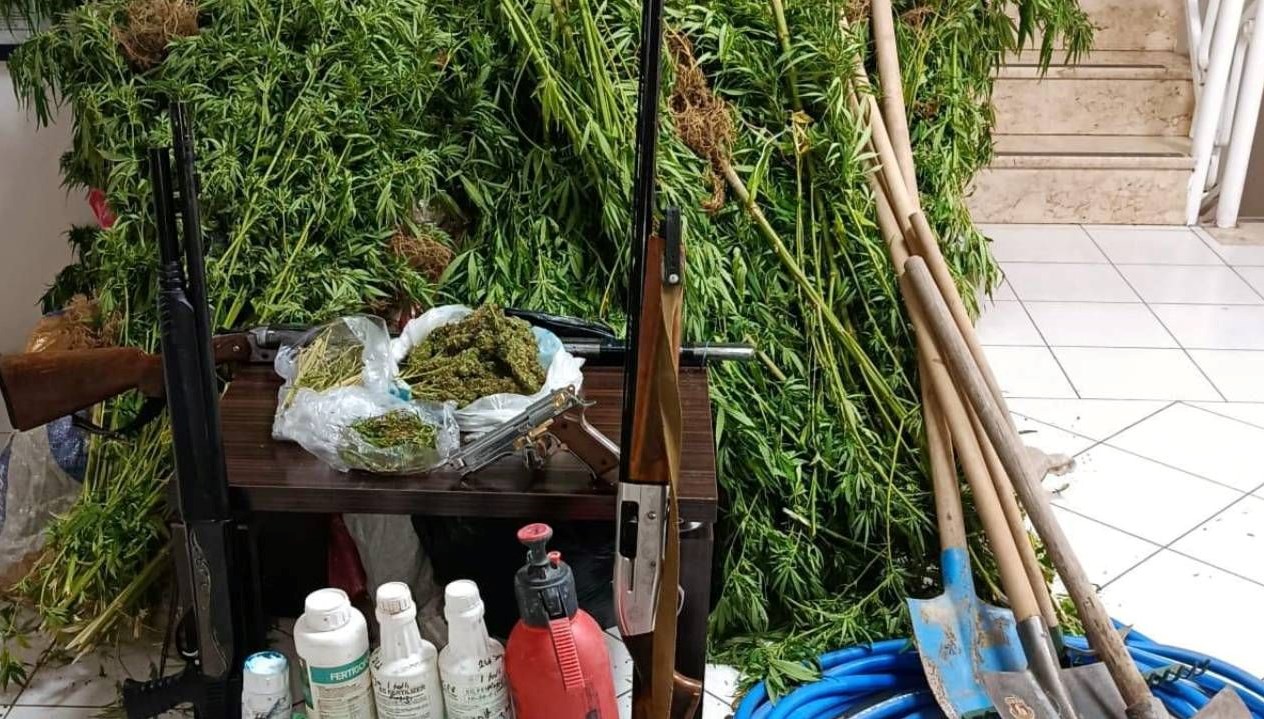 ormanlik alanda hint keneviri yetistirdi yakalandi 1sZ2FlDd