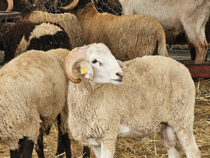 2026 kurban bayrami ne zaman kac gun tatil olacak 9 gun mu kurban bayrami baslangic ve bitis tarihi 2026 3OStrBWh.jpg