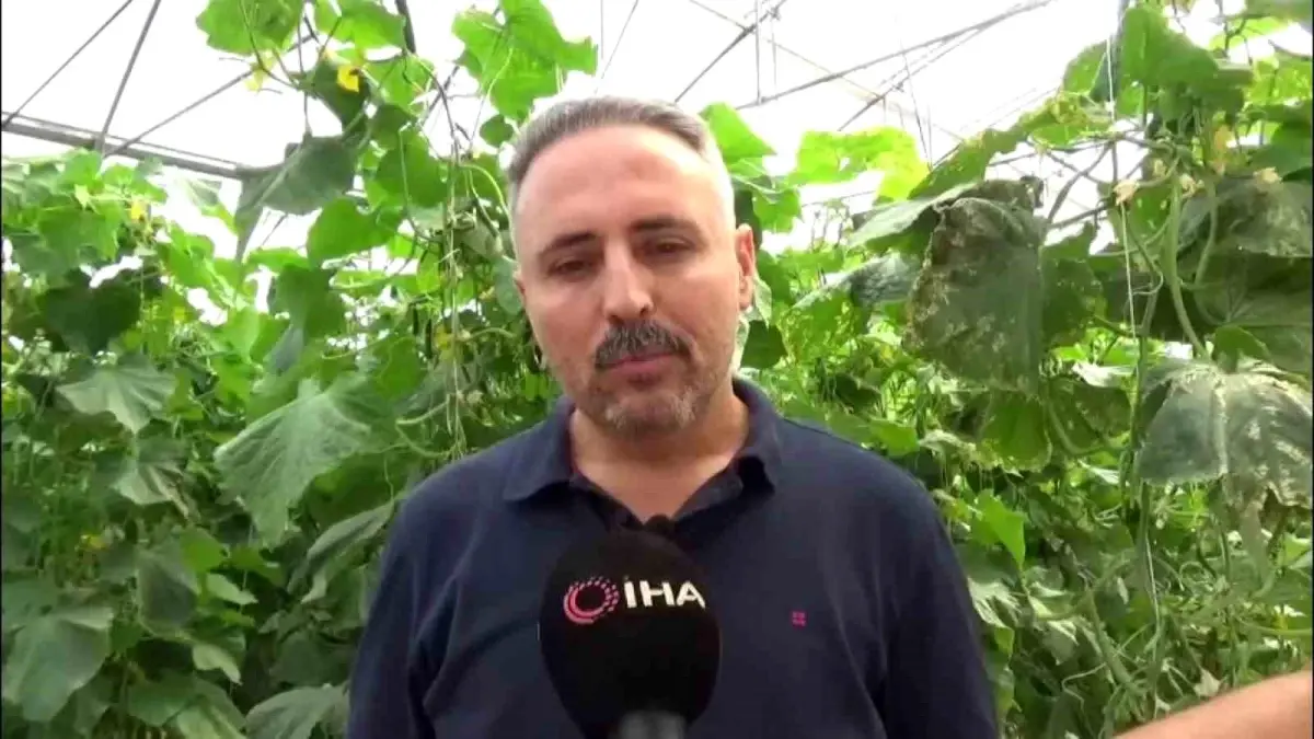 diyarbakirda salatalik serasi kuruldu DdetlhGQ