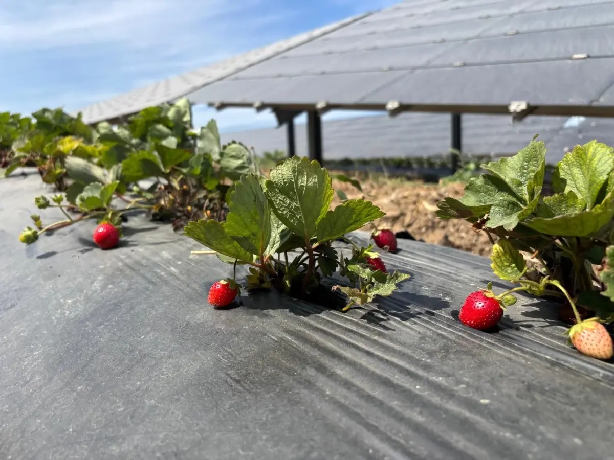enerjisadan agrivoltaik tarim uygulamalari 2dvfdLJA.jpg