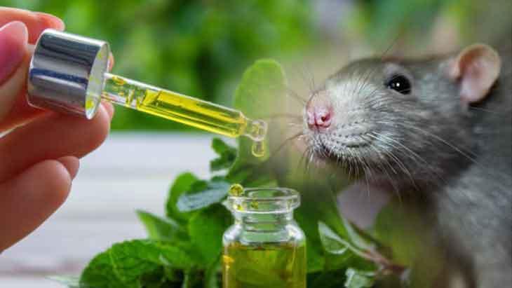 fareler kaciyor kapi ve pencere kenarlarina 3 5 damla dokun 42EWeqaM.jpg