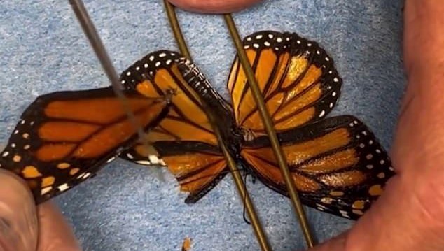 kelebege ikinci sans kanat nakliyle yeniden uctu aGf4KU2x