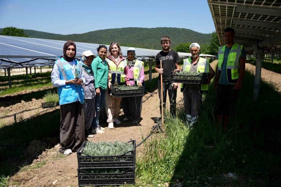 Samsun’da Güneş Enerjisi ile Tarımı Birleştiren Yenilikçi Yaklaşımlar